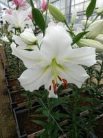 [4612 VZ H08 2813-03 Vestaro No02.JPG]